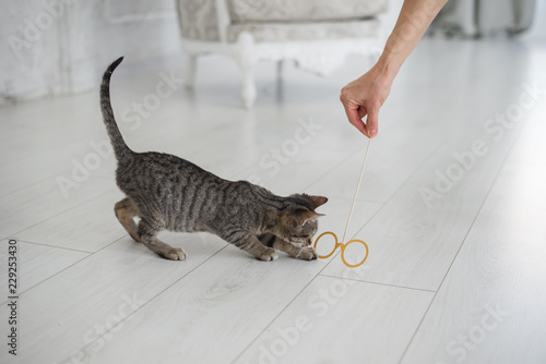 Cute playful kitten in cozy home interior