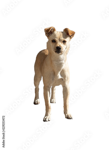 Small mongrel dog isolated on a white background