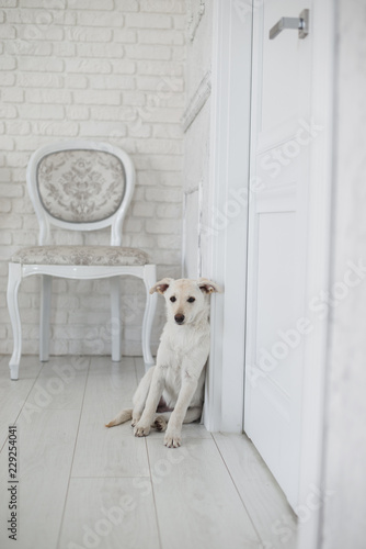 Cute puppy in cozy home interior © litts