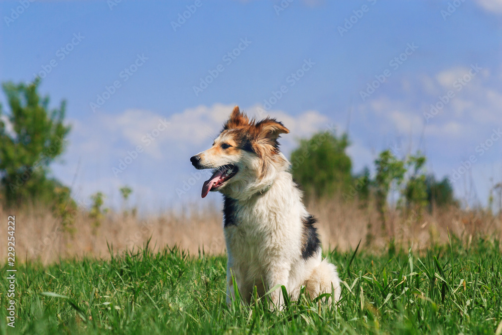 Happy dog is sitting in the grass Happy dog is sitting in the grass