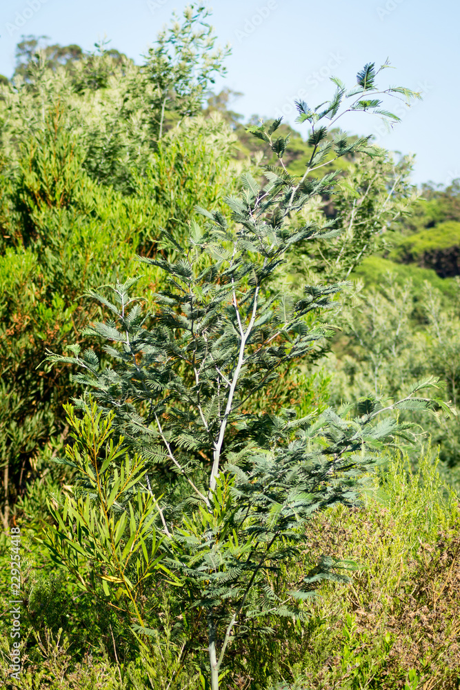 A beautiful day in forest in Rmilate forest in summer