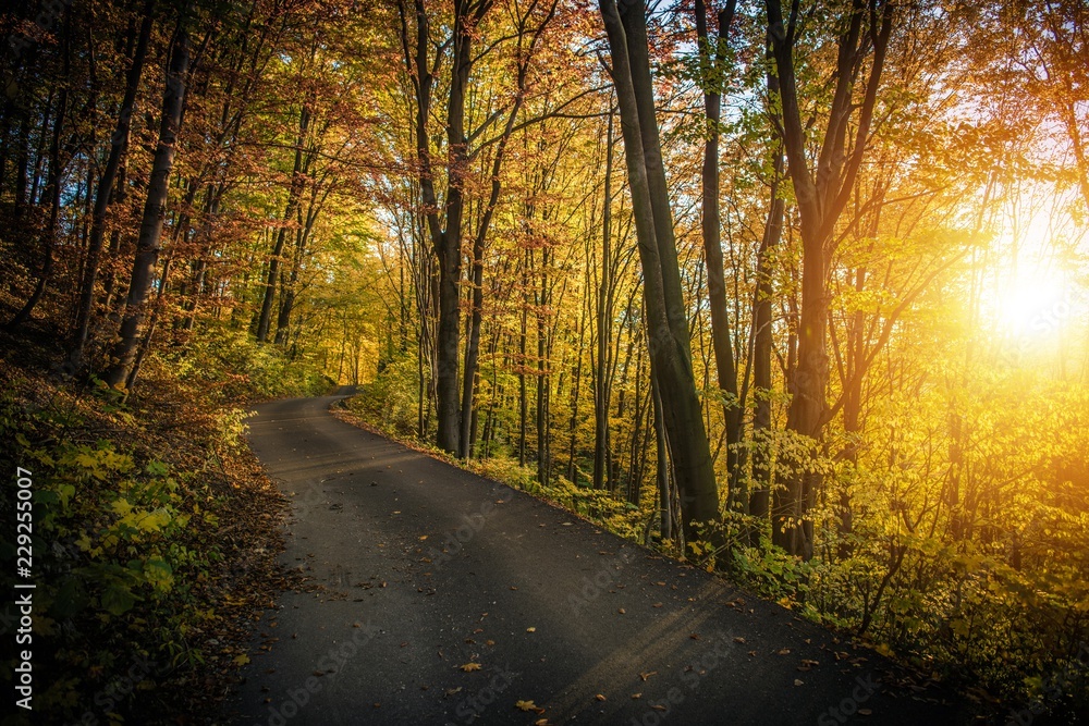 Fall Foliage Forest Route