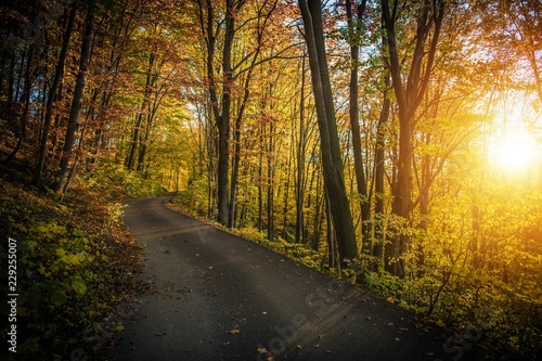 Fall Foliage Forest Route