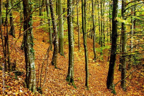 Amazing colors in forest  beautiful sunset in autumn