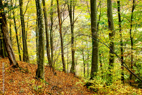 Amazing colors in forest, beautiful sunset in autumn