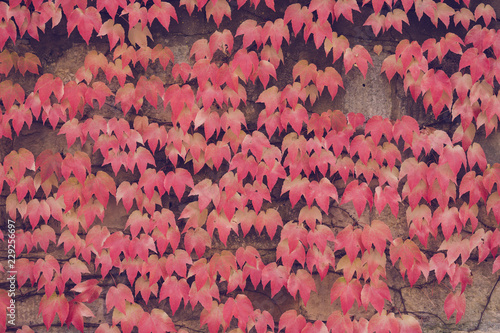 Old wall with covered with red green and orange ivy leaves parthenocissus tricuspidata veitchii photo