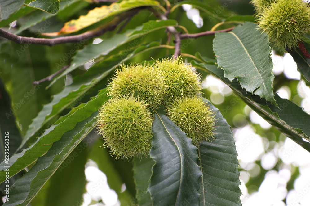 Ripe chestnuts on a chestnut tree Ripe chestnuts on a chestnut tree