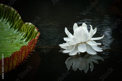 Lily pad and blossom