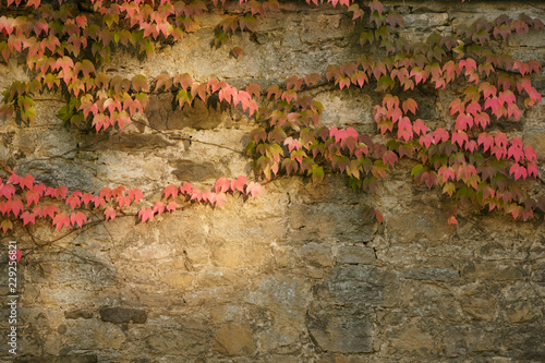 Old wall with covered with red green and orange ivy leaves parthenocissus tricuspidata veitchii