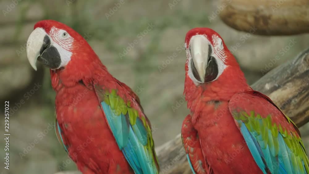 Portrait of two Scarlet Macaw parrots. Beautiful bird. Couple of scarlet macaws (Ara macao) at the zoo. Portrait of two Scarlet Macaw parrots. Beautiful bird. Couple of scarlet macaws (Ara macao) at the zoo.
