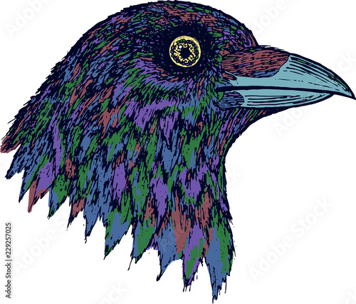 Crow - colorful graphic artwork with wold bird. Isolated hand drawn design element. Vector illustration