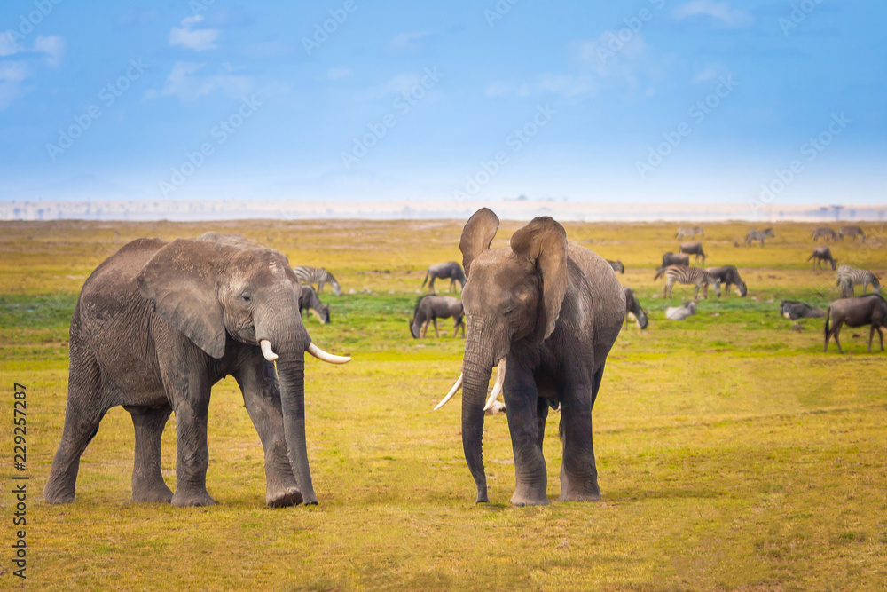 African elephants on the grass. Kenya. Elephant. Safari in Africa. Travel around Kenya. Wild animals.