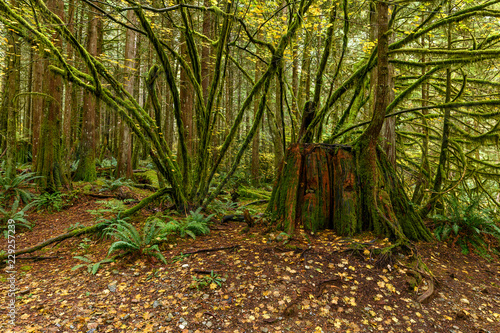 Lush vegetation and giant tree trunk in the Golden Ears Provincial Park photo