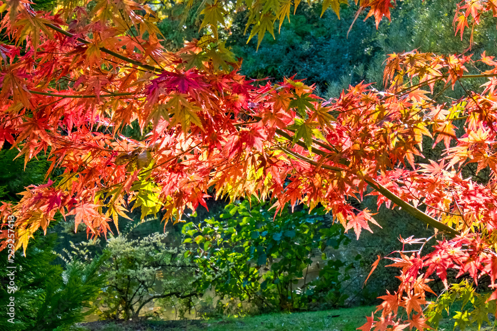 Bodenham Arboretum autumn colours Worcestershire Bodenham Arboretum autumn colours Worcestershire