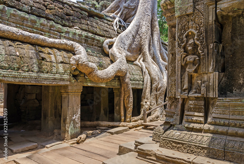 Roots of a spung running along the gallery of the Ta Prohm temple in Angkor Thom, Cambodia photo
