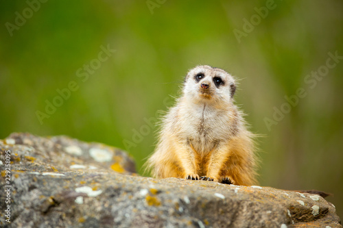 Meerkat family member (Suricata suricatta) on the guard. Closeup photograph with space for text