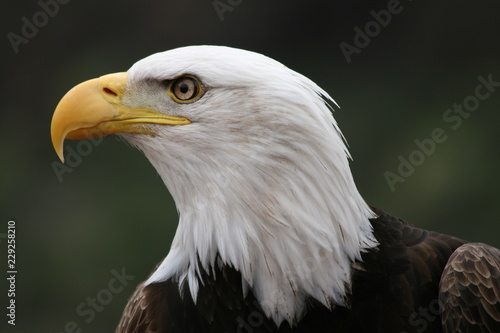 Bald eagle left side