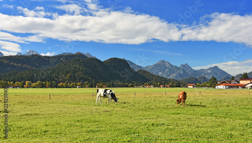 Colorful rural landscape at the edge of the Alps. Two cows grazing on a pasture. A few houses, forests and rocky mountains in the background under blue sky. Allgaeu Alps, Bavaria, Germany.