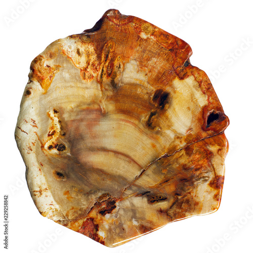 Macro picture of a petrified wood bead from Alaska for making jewelry. photo