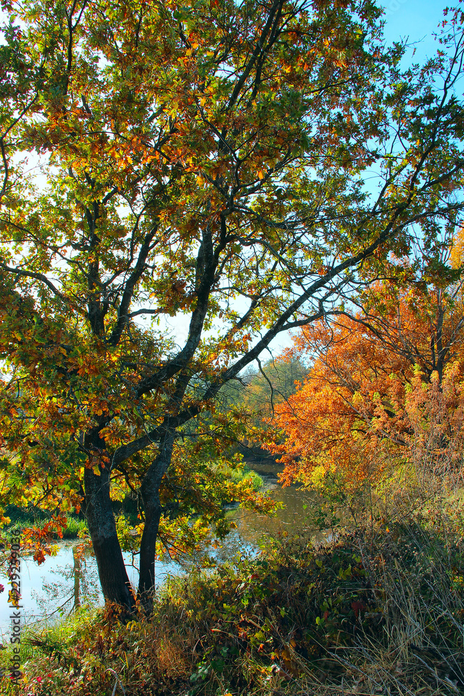 Naklejka premium Autumn park with yellow trees. Trees covered yellow red orange colors
