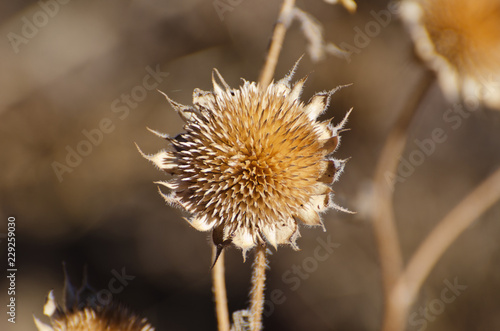 Fall Seed