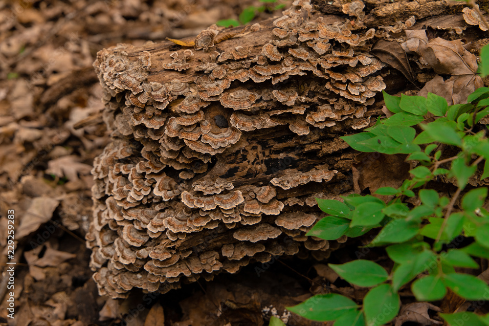 Fungus Amongus