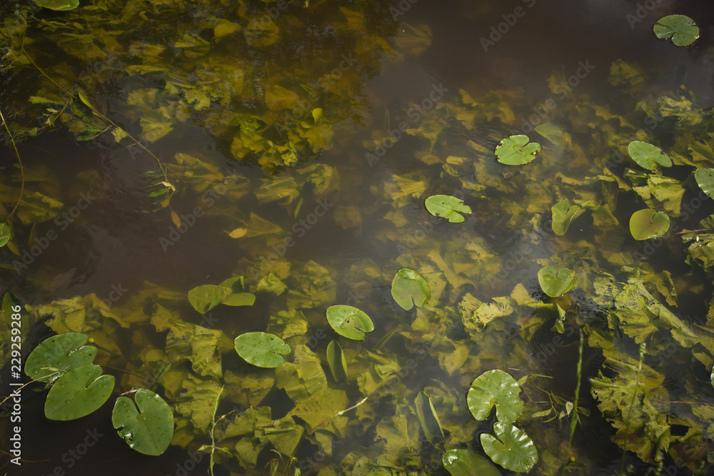 Summer lake with water lilies Summer lake with water lilies