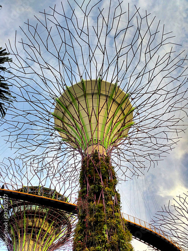 Bottom view of Supertree Grove in Gardens by the Bay, Singapore 