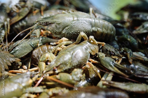 live river green crayfish close-up before cooking