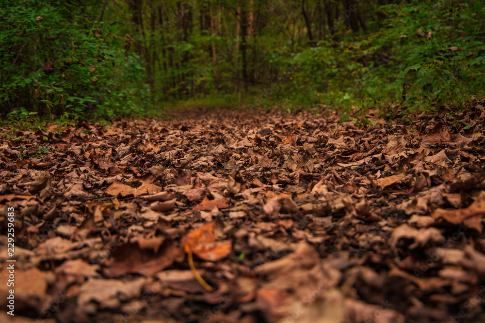 Fototapeta premium Rustling