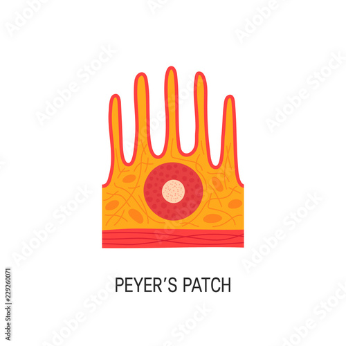 Peyer's patch vector illustration