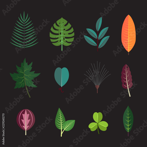 Season forest plant leaves collection vector icons. Decorative flora autumn tree leaf.