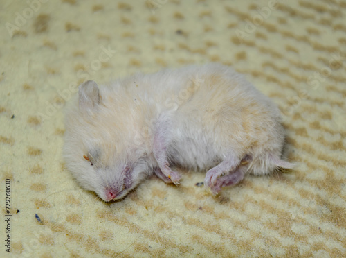 Dead hamster lying on the carpet. The dead home rodent hamster. photo