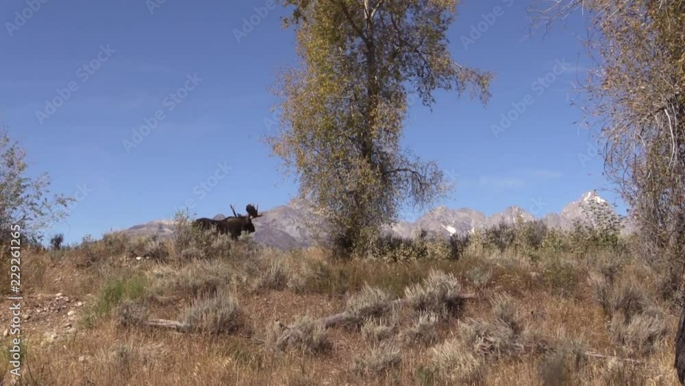 Shiras Moose Bull During the Fall Rut in Wyoming Shiras Moose Bull During the Fall Rut in Wyoming