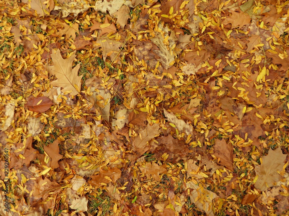 Autumn pattern - mixed yellow leaves on the ground - useful as background image Autumn pattern - mixed yellow leaves on the ground - useful as background image