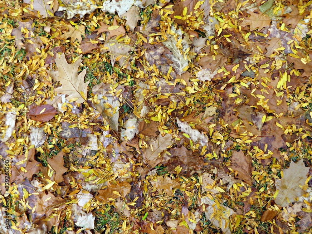 Autumn pattern - mixed yellow leaves on the ground - useful as background image Autumn pattern - mixed yellow leaves on the ground - useful as background image