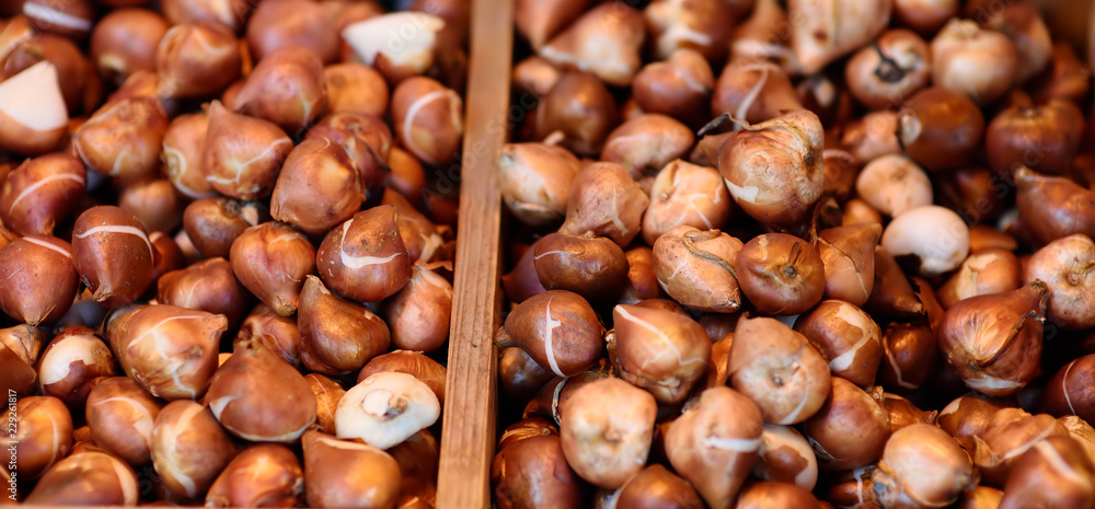 The famous Amsterdam flower market (Bloemenmarkt). Tulip bulbs. The famous Amsterdam flower market (Bloemenmarkt). Tulip bulbs.