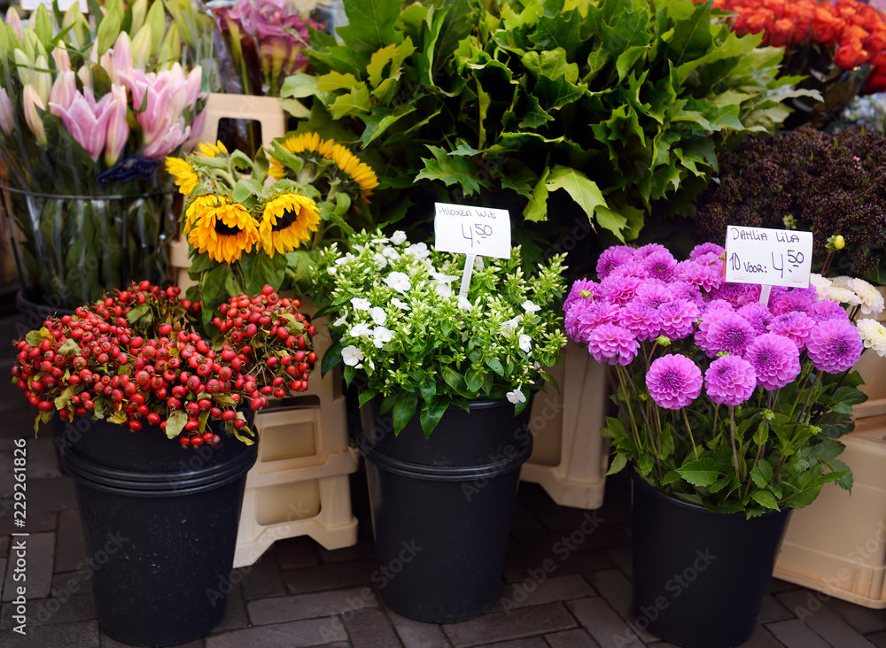 The famous Amsterdam flower market (Bloemenmarkt). Dahlias, Phlox, sunflowers The famous Amsterdam flower market (Bloemenmarkt). Dahlias, Phlox, sunflowers