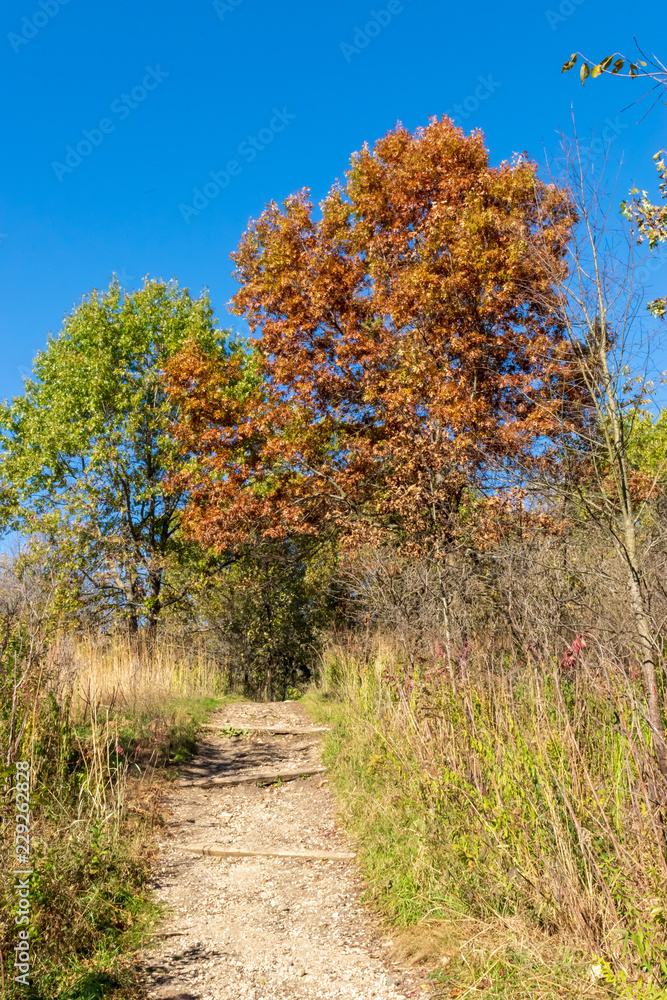 Fototapeta premium Walking into Fall