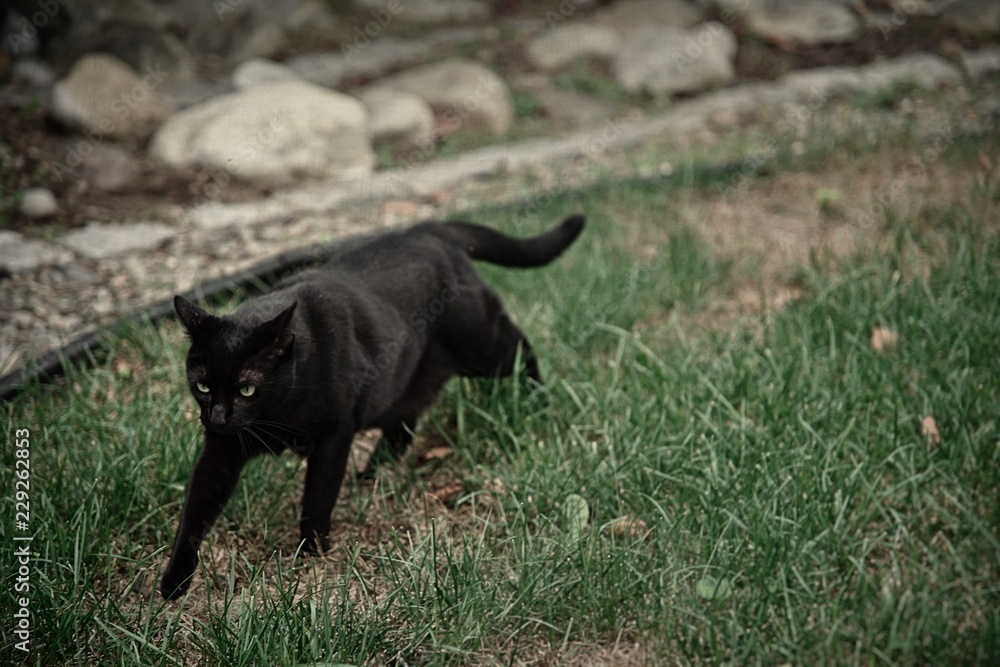 A black cat roams around his territory outside A black cat roams around his territory outside