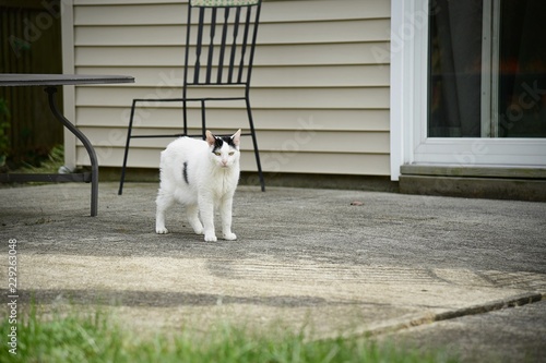 A black and white cat hangs outside in the backyard