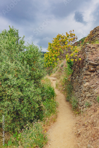 Hiking trail near Manarola  Cinque Terre  Italy