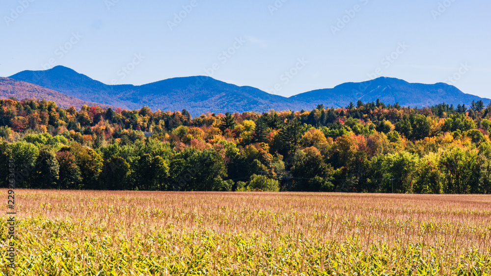 corn field with hills and mountains dressed in bright autumn colors of fall foliage corn field with hills and mountains dressed in bright autumn colors of fall foliage