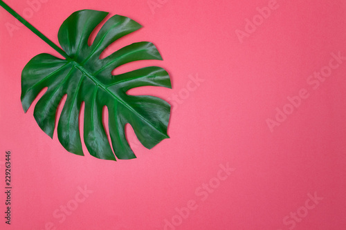 Monstera palm leaf on vibrant pink background