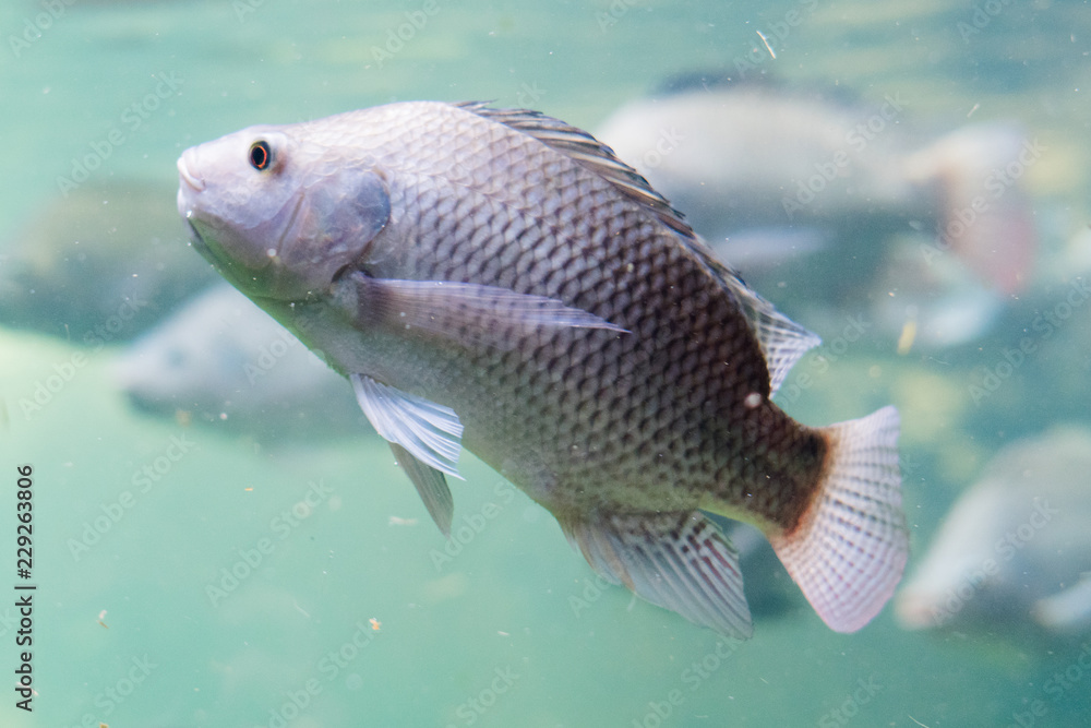 Fototapeta premium fish