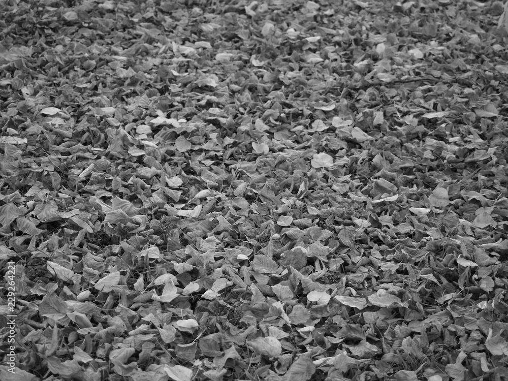Laub im Herbst Laub im Herbst