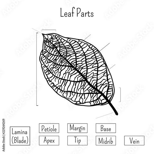 Basic leaf parts worksheet isolated on white background. Plants morphology, education for kids.