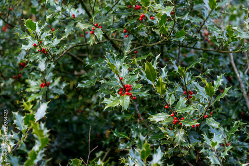 Holly Berries in Autumn - Savernake Forest photo