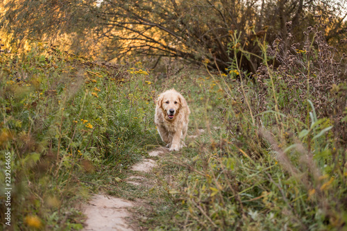 old golden retriever dog walk through the path