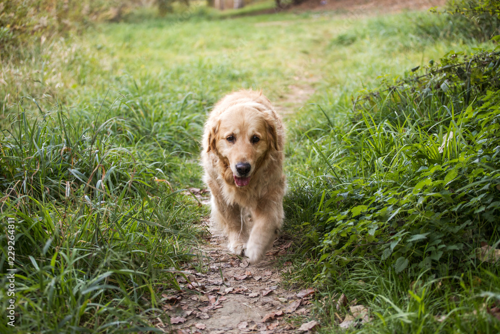 Fototapeta premium old golden retriever dog walk through the path
